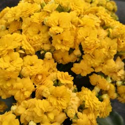 Kalanchoe con flores amarillas